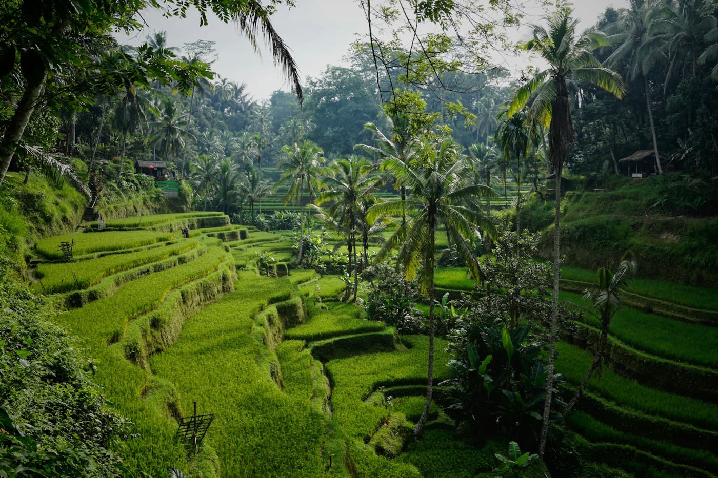 Suasana hijau Ubud untuk perjalanan bersama pasangan